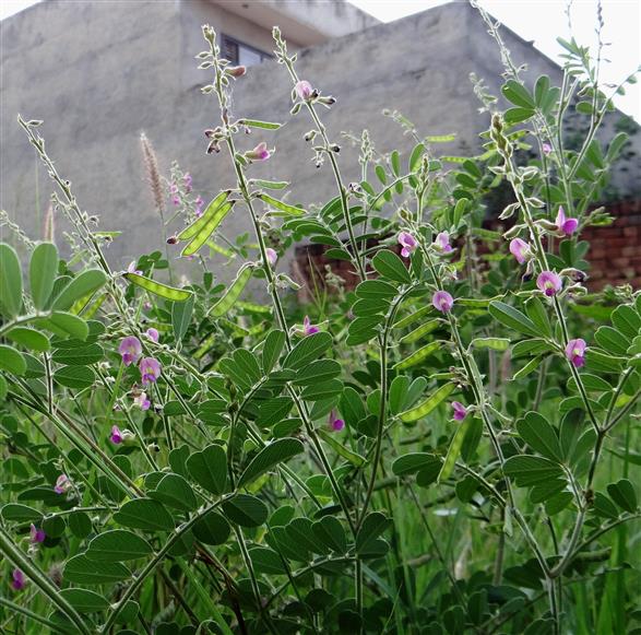 Tephrosia purpurea